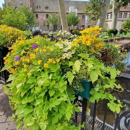 Appartement La Petite Venise 3pièces Lit King Size Free Parking à Colmar Extérieur photo
